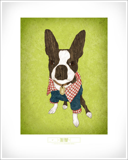 Tiny Pimp Boston Terrier artwork © RAWTOASTDESIGN